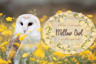 Mellow Owl Font: A Sweet Script for Handmade Brands