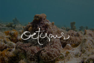 Octopus Font: A Natural Touch for Your Brand Identity